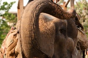 Chitwan. Słonie można spotkać tu o każdej porze na ulicy.
