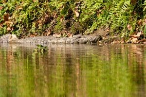 Chitwan. Spływ łodzią w poszukiwaniu krokodyli