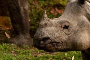 Chitwan, Safari na słoniu w poszukiwaniu nosorożców