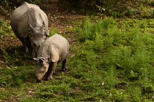 Chitwan. Rodzina nosorożców